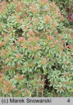 Pieris japonica Variegata