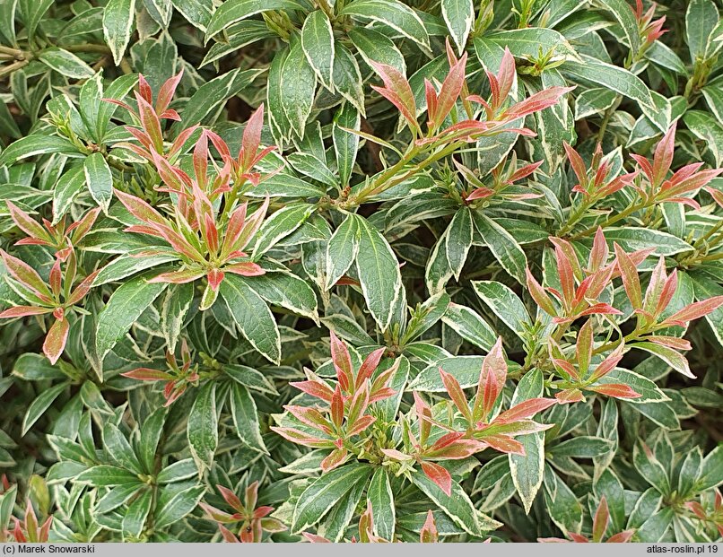 Pieris japonica Variegata