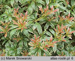 Pieris japonica Variegata