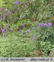 Rhododendron russatum (różanecznik czerwieniejący)