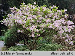 Rhododendron schlippenbachii (azalia Schlippenbacha)