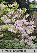 Rhododendron schlippenbachii (azalia Schlippenbacha)