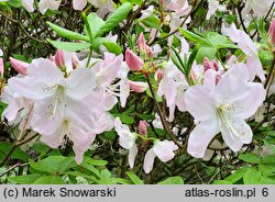 Rhododendron schlippenbachii (azalia Schlippenbacha)