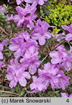 Rhododendron impeditum (różanecznik gęsty)