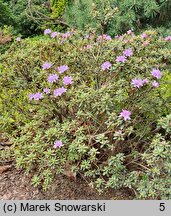 Rhododendron impeditum (różanecznik gęsty)