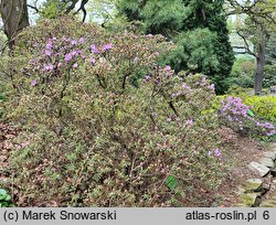 Rhododendron impeditum (różanecznik gęsty)