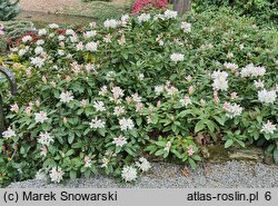 Rhododendron Cunningham's Snow White