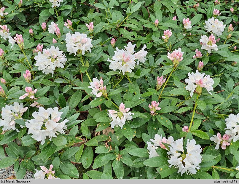 Rhododendron hort. Cunningham's Snow White