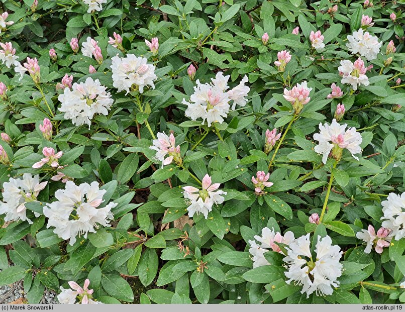 Rhododendron Cunningham's Snow White