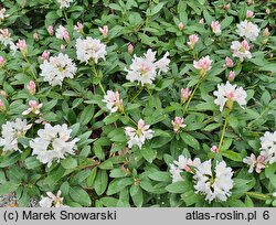 Rhododendron Cunningham's Snow White