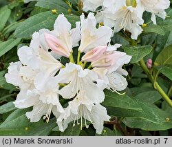 Rhododendron hort. Cunningham's Snow White