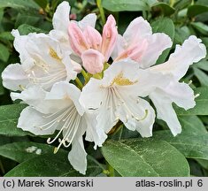 Rhododendron hort. Cunningham's Snow White