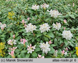 Rhododendron Cunningham's Snow White