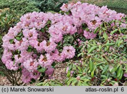 Rhododendron hort. Hahmann's Ornament