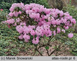 Rhododendron hort. Hahmann's Ornament