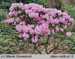 Rhododendron Hahmann's Ornament