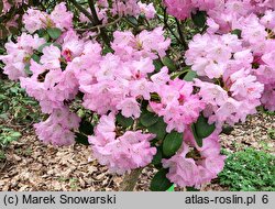 Rhododendron Hahmann's Ornament