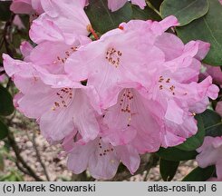 Rhododendron hort. Hahmann's Ornament