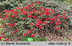 Rhododendron Baden-Baden