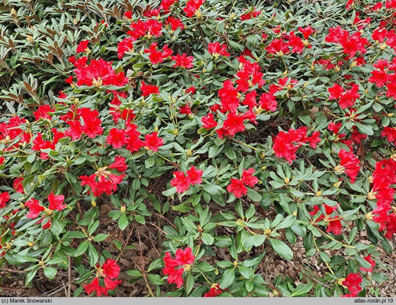 Rhododendron hort. Baden-Baden