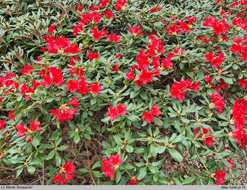 Rhododendron Baden-Baden