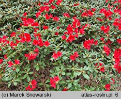 Rhododendron Baden-Baden