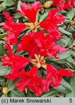Rhododendron hort. Baden-Baden