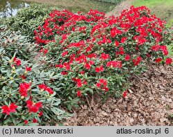 Rhododendron Baden-Baden