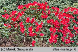 Rhododendron Baden-Baden