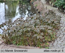 Rodgersia podophylla (rodgersja stopowcolistna)