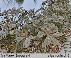 Rodgersia podophylla (rodgersja stopowcolistna)