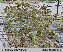 Rodgersia podophylla (rodgersja stopowcolistna)