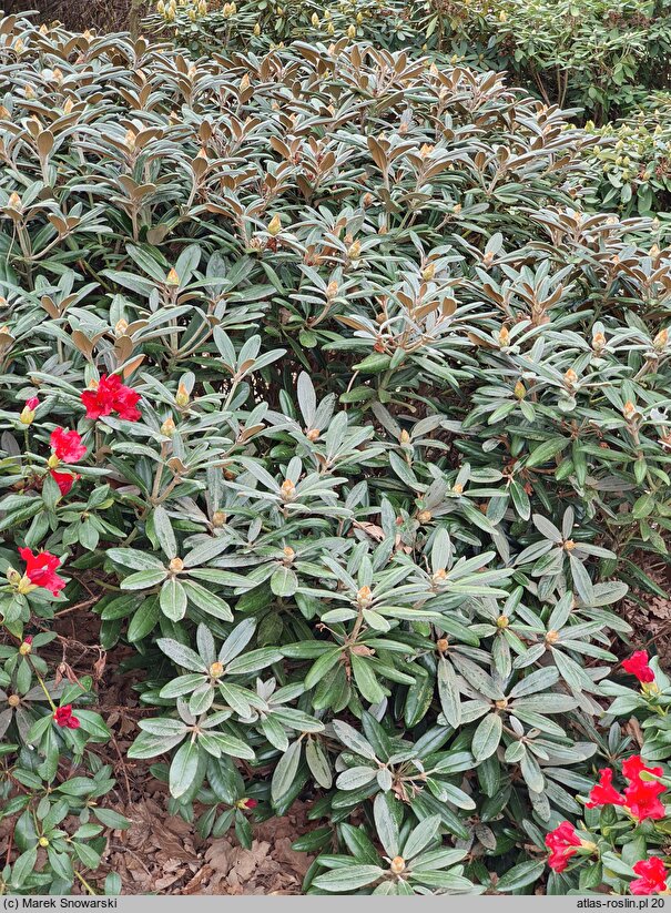 Rhododendron hort. Majo Manju