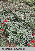 Rhododendron hort. Majo Manju