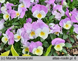 Viola ×williamsii Yellow Purple Wing