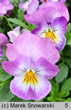 Viola ×williamsii Yellow Purple Wing