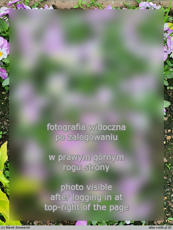 Viola ×williamsii Yellow Purple Wing