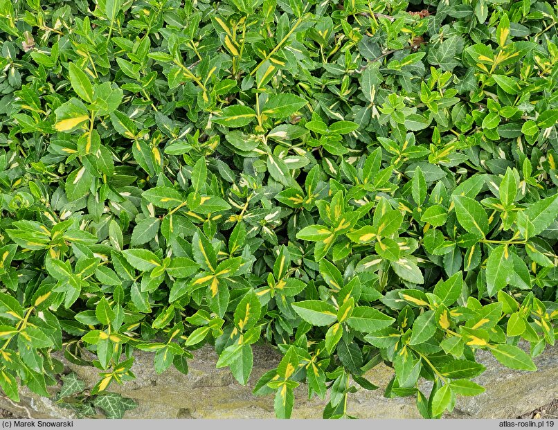 Euonymus fortunei Sunspot