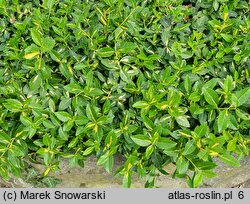 Euonymus fortunei Sunspot