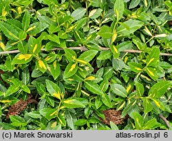 Euonymus fortunei Sunspot