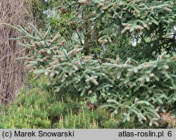 Abies pinsapo Glauca