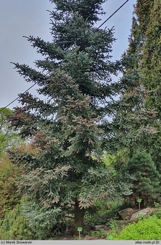 Abies pinsapo Glauca