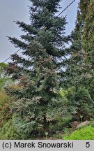 Abies pinsapo Glauca