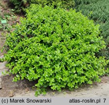 Euonymus fortunei Vegetus