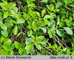 Euonymus fortunei Vegetus