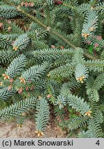 Abies pinsapo Glauca