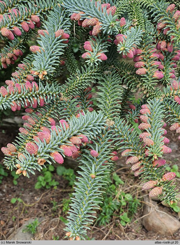 Abies pinsapo Glauca