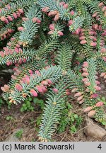 Abies pinsapo Glauca