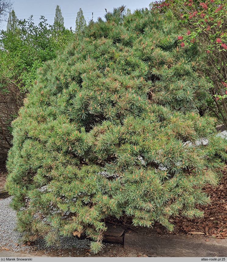 Pinus sylvestris Watereri