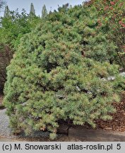 Pinus sylvestris Watereri